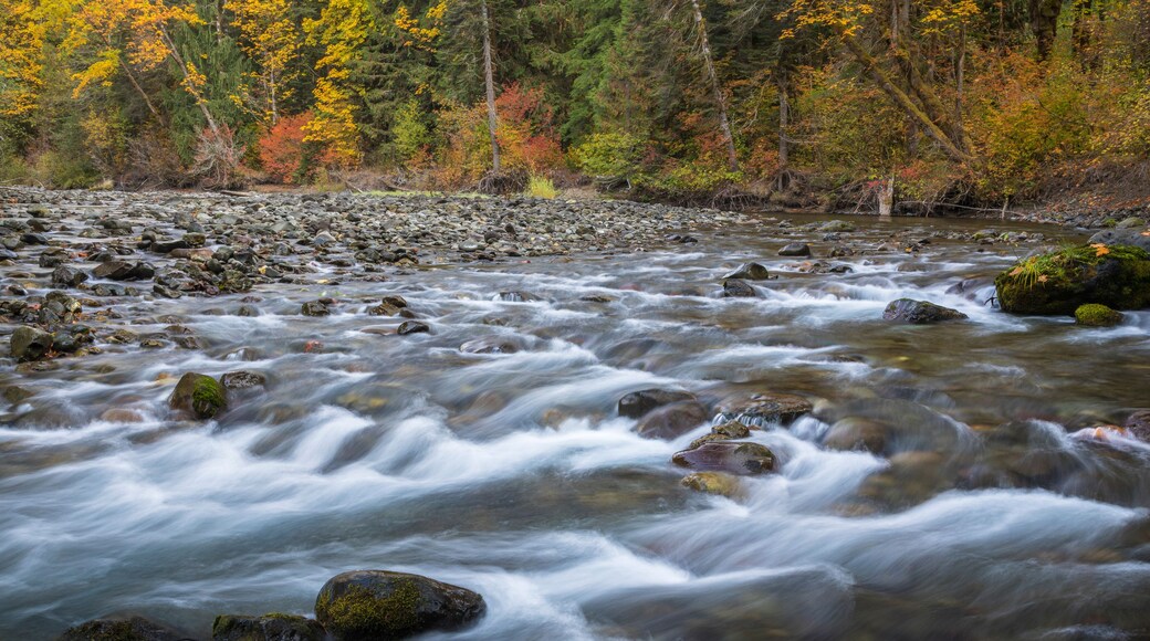 USA, Washington State, Olympic National Forest. Fall forest colors and Hamma Hamma River. Credit as: Don Paulson / Jaynes Gallery / DanitaDelimont.com