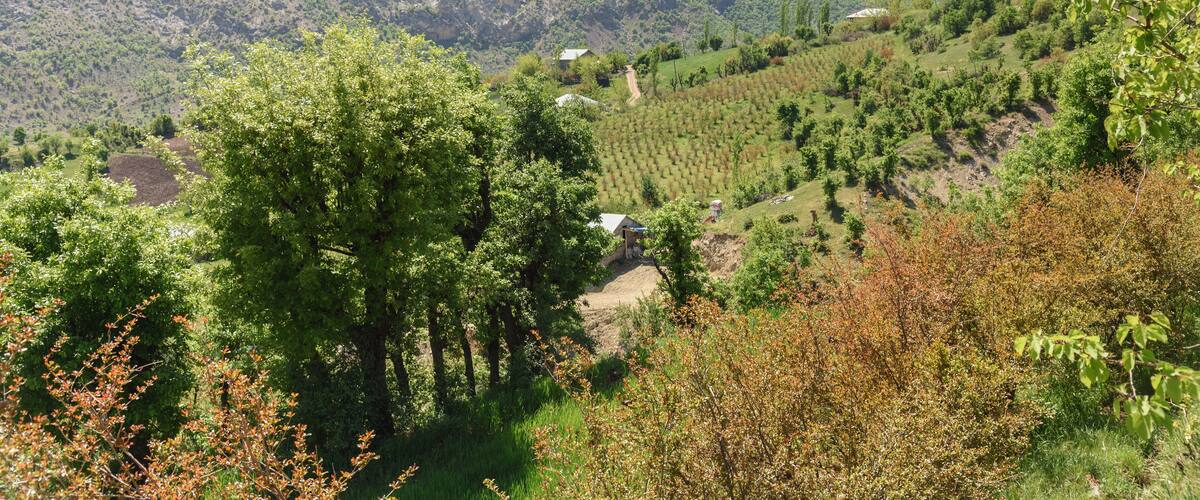 A mountainous landscape with a vineyard and a small house.