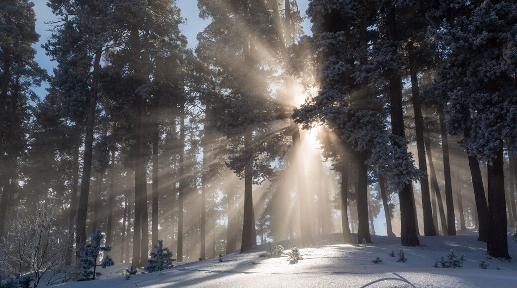 Impressive view of fog and sunlight after frost on the famous Sarıkamış ski slopes with its crystal snow and yellow pine forests.