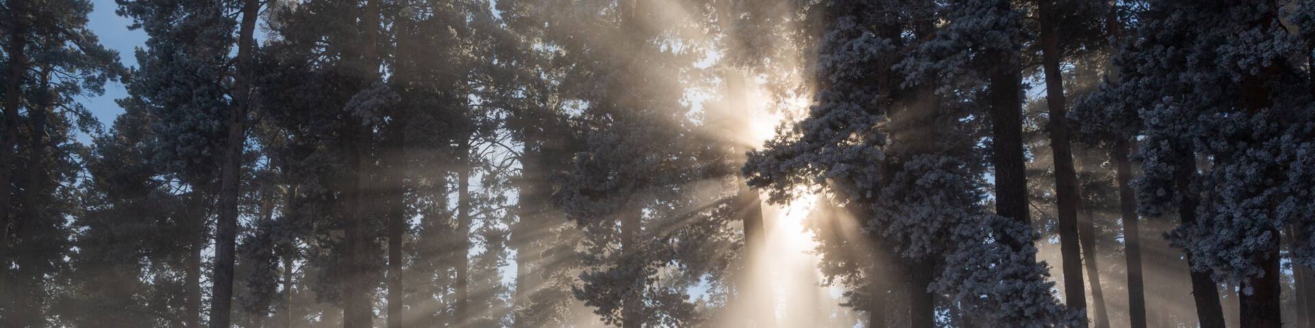 Impressive view of fog and sunlight after frost on the famous Sarıkamış ski slopes with its crystal snow and yellow pine forests.