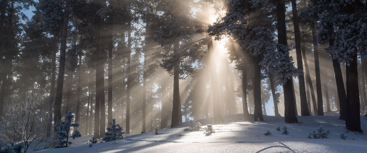 A snow-covered forest with tall trees and sunlight filtering through.