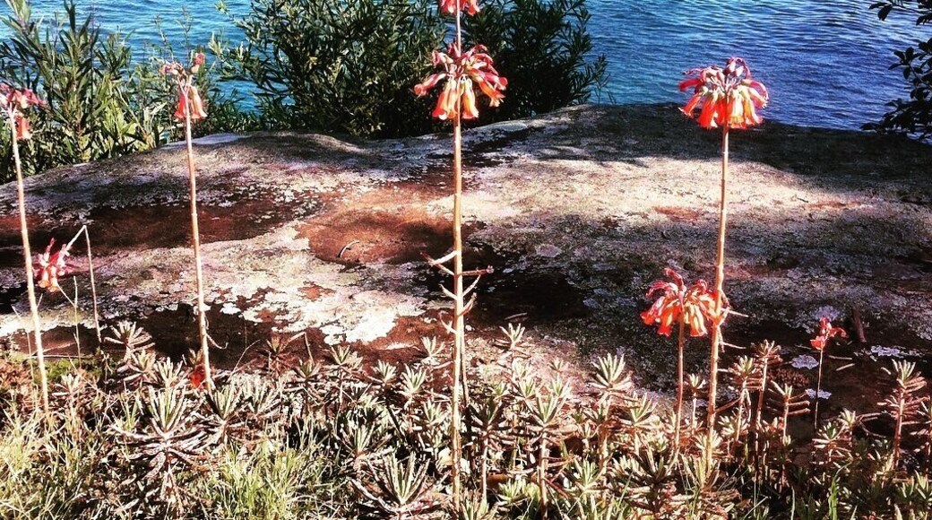 #fauna #harbour #nature on a warm winters day in #sydney. What more do you need on this easy 2km walk, maybe a few friends to enjoy the scenery.