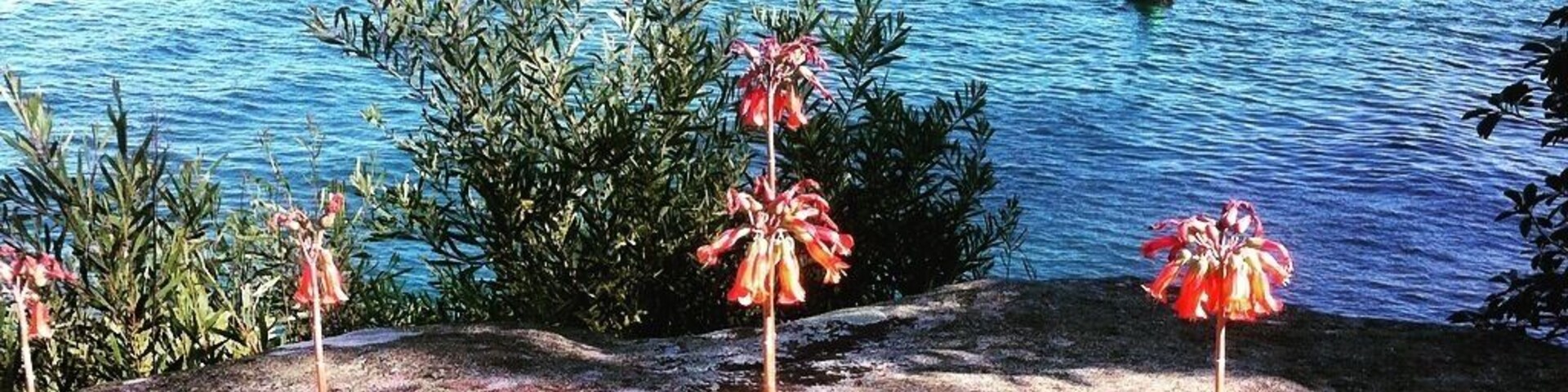 #fauna #harbour #nature on a warm winters day in #sydney. What more do you need on this easy 2km walk, maybe a few friends to enjoy the scenery.