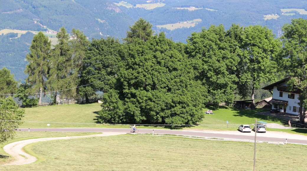 Bergahorn am Tomaneggerhof, Gemeinde Jenesien, Südtirol.