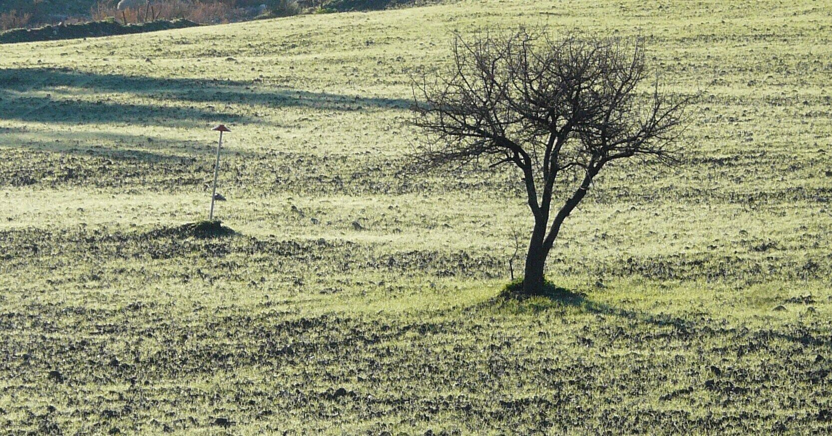 L'albero ed il paletto chi fiorirà in primavera?