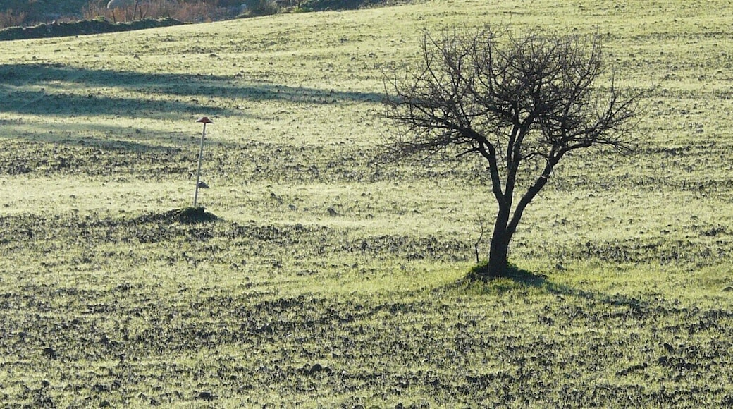 L'albero ed il paletto chi fiorirà in primavera?