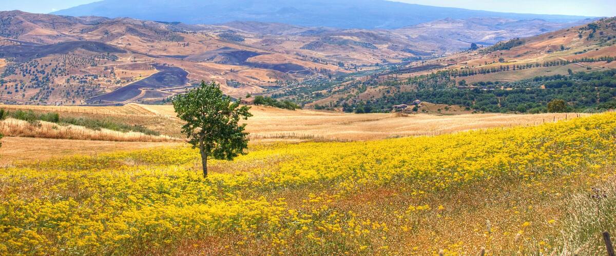 A mountain landscape with a prominent peak, rolling hills, and a field of yellow flowers in the foreground.