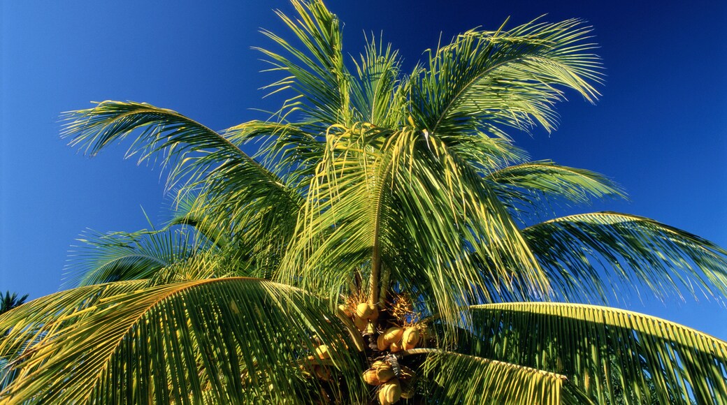 Joshua Tree nasjonalpark