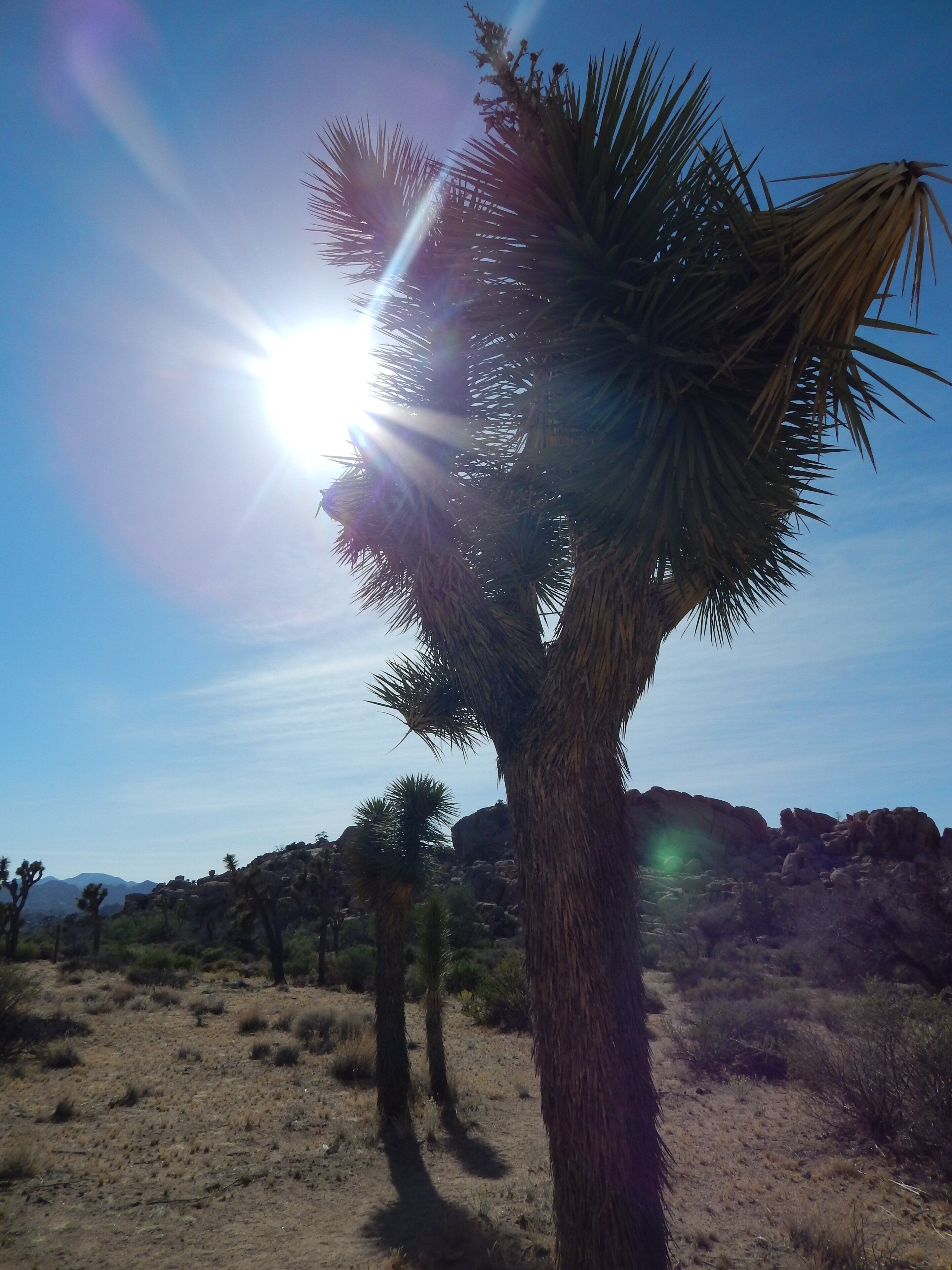 Joshua Tree at the Joshua Tree National Park