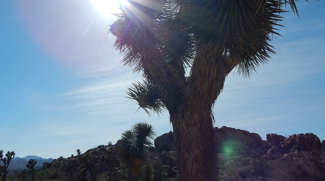 Joshua Tree nasjonalpark