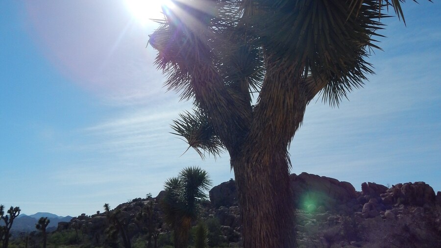 Pintu Masuk Utara Taman Negara Joshua Tree