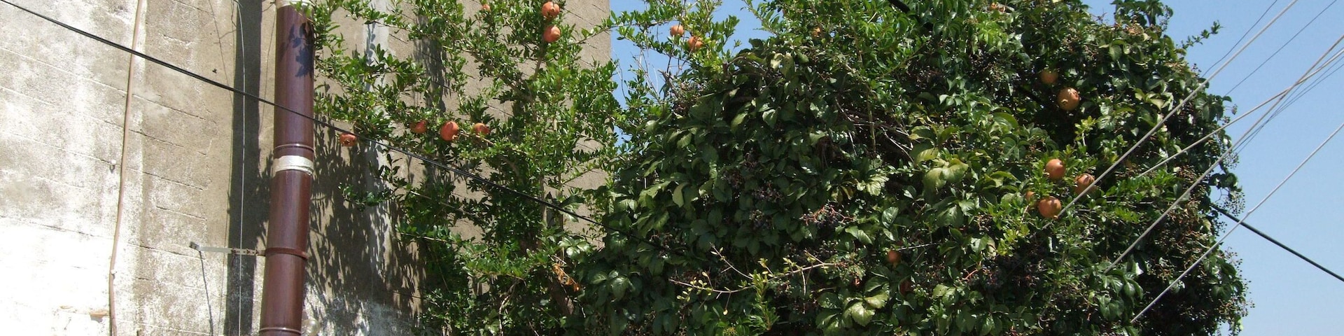 Imbros, Çanakkale, Turkey 
#green #greenphotosweepstakes