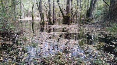 I am not sure if the words 'deep spot' or 'floodplain' are enough to define it in english or not. So let me try to :)
Floodplains are rarely seen ecosystems.
It seems like a forest is flooded, but it's not!
It's the normal form of the forest and all trees are adapted to live with water. At some part of it where is more shallow, you can see how tree roots are mutated and change shape above the ground.
https://en.m.wikipedia.org/wiki/İğneada_Floodplain_Forests_National_Park