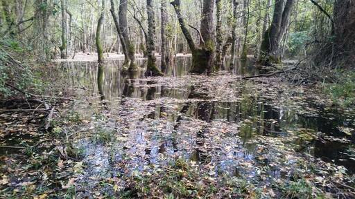 I am not sure if the words 'deep spot' or 'floodplain' are enough to define it in english or not. So let me try to :)
Floodplains are rarely seen ecosystems.
It seems like a forest is flooded, but it's not!
It's the normal form of the forest and all trees are adapted to live with water. At some part of it where is more shallow, you can see how tree roots are mutated and change shape above the ground.
https://en.m.wikipedia.org/wiki/İğneada_Floodplain_Forests_National_Park