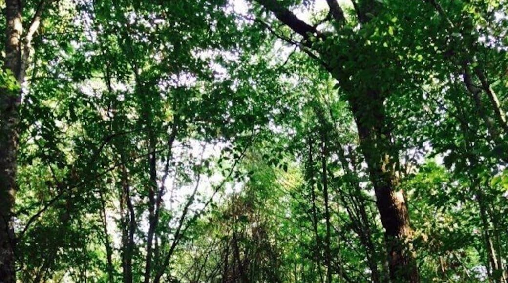 The best for trekking in Turkey. The district is close to Bulgarian border. You should leave at least 4 hours to see all around. Definitely perfect to escape from a city and take a breath!