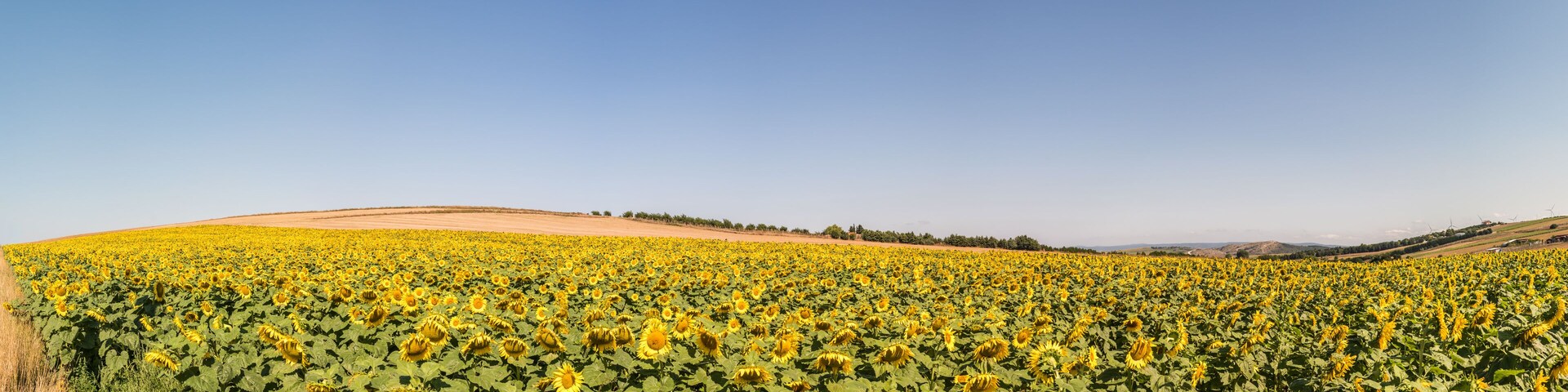 Un campo de girasoles bajo un cielo despejado.