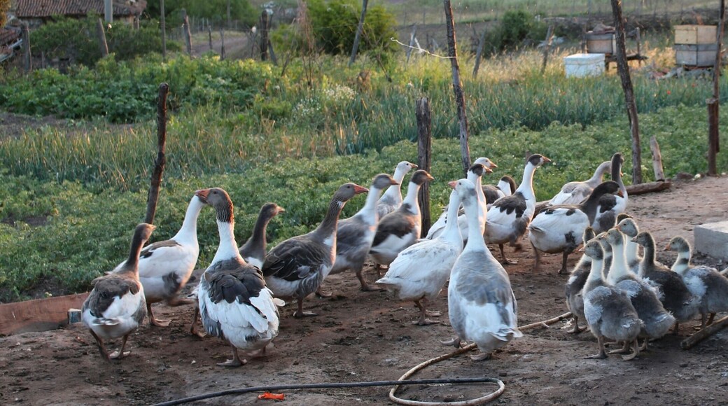 Bayramiç, Balıkesir, Turkey
#green #greenphotosweepstakes