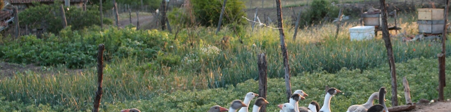 Bayramiç, Balıkesir, Turkey
#green #greenphotosweepstakes