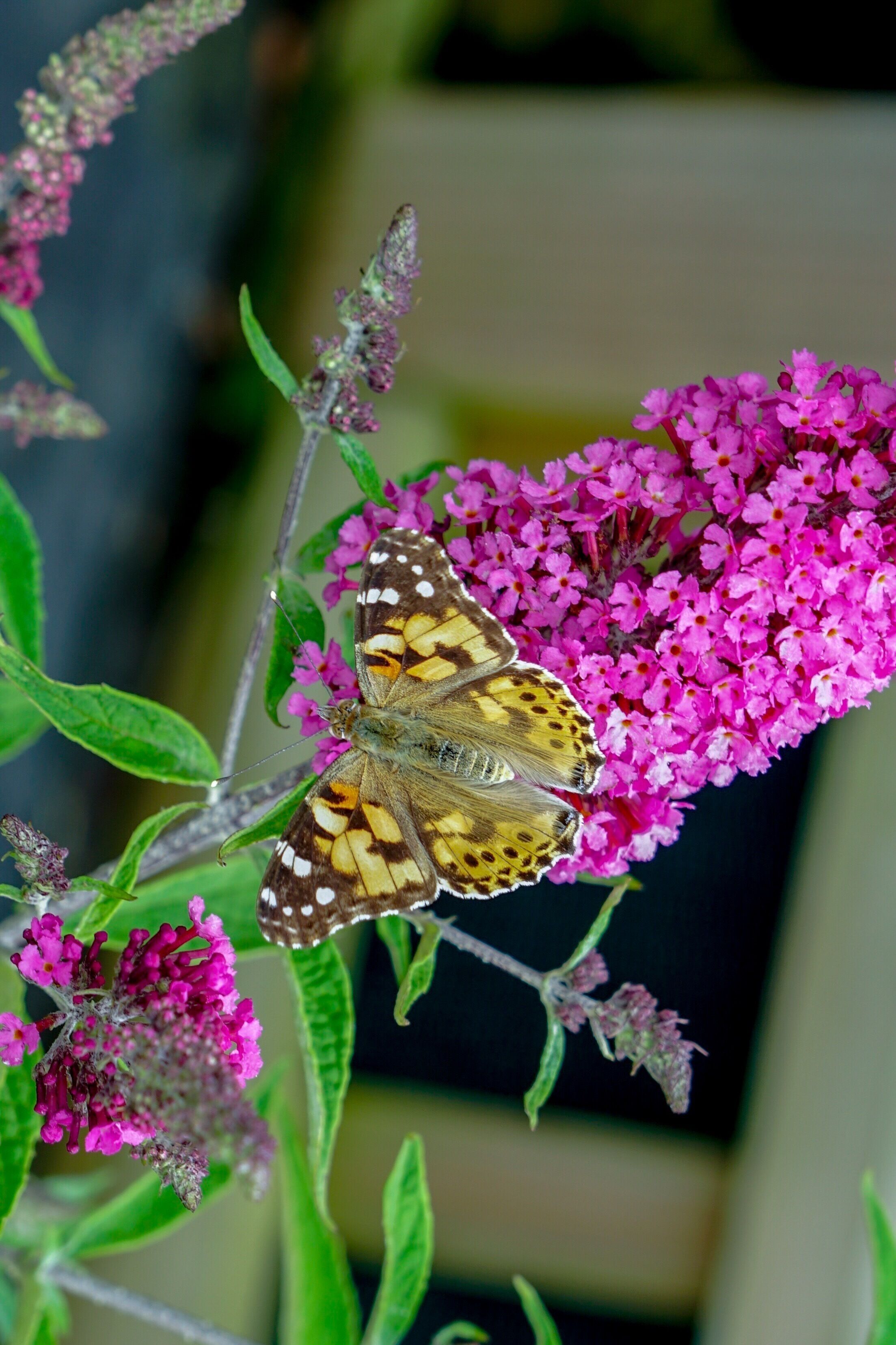A Painted Lady (vanessa cardui) @ Thornton-Cleveleys, Lancashire, UK (Aug 2019). #nature #naturalworld #butterflies #vanessacardui #paintedlady