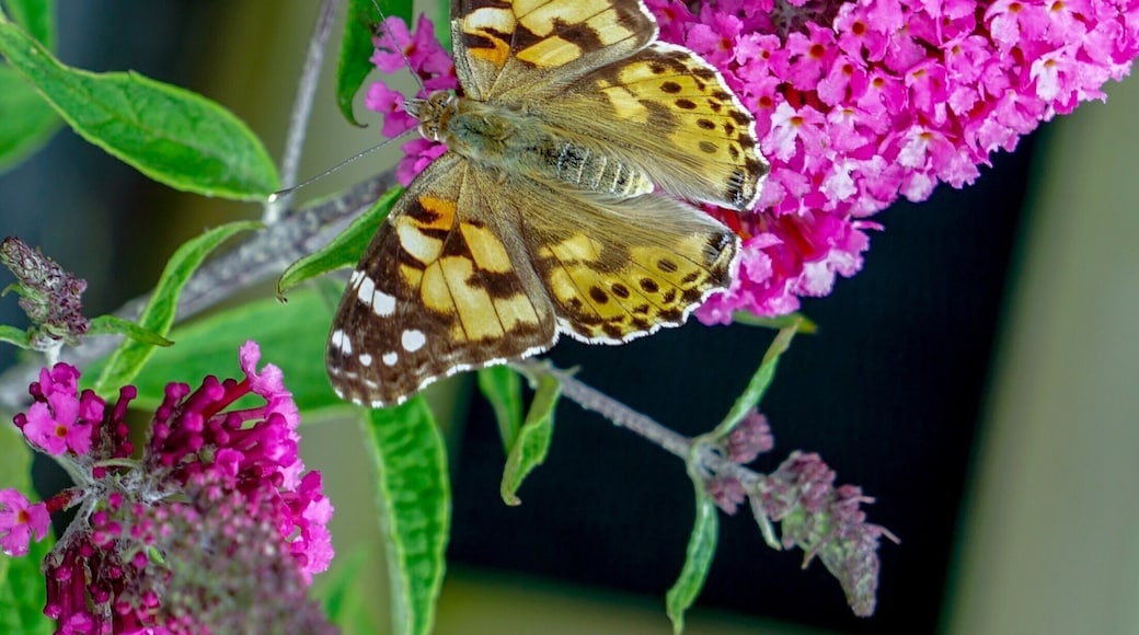 A Painted Lady (vanessa cardui) @ Thornton-Cleveleys, Lancashire, UK (Aug 2019). #nature #naturalworld #butterflies #vanessacardui #paintedlady