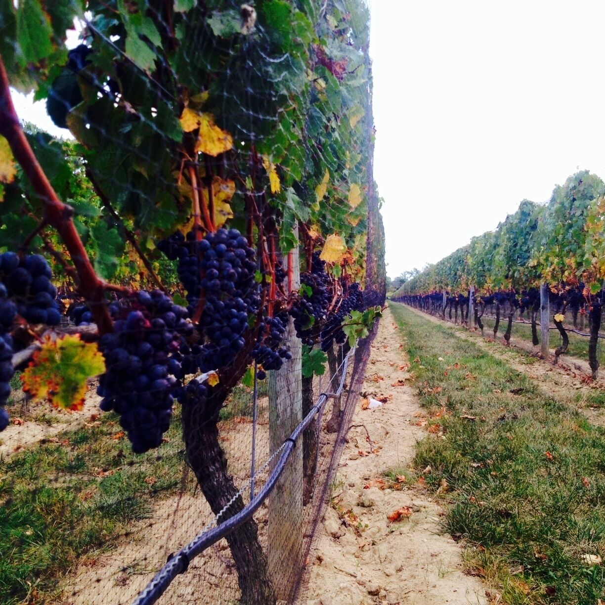 First trip to the North Fork Wine Region. The owner was our wine tasting guide and he  had great suggestions on wines. Live music, wine, beautiful spot. The 2007 Merlot won our attention. 