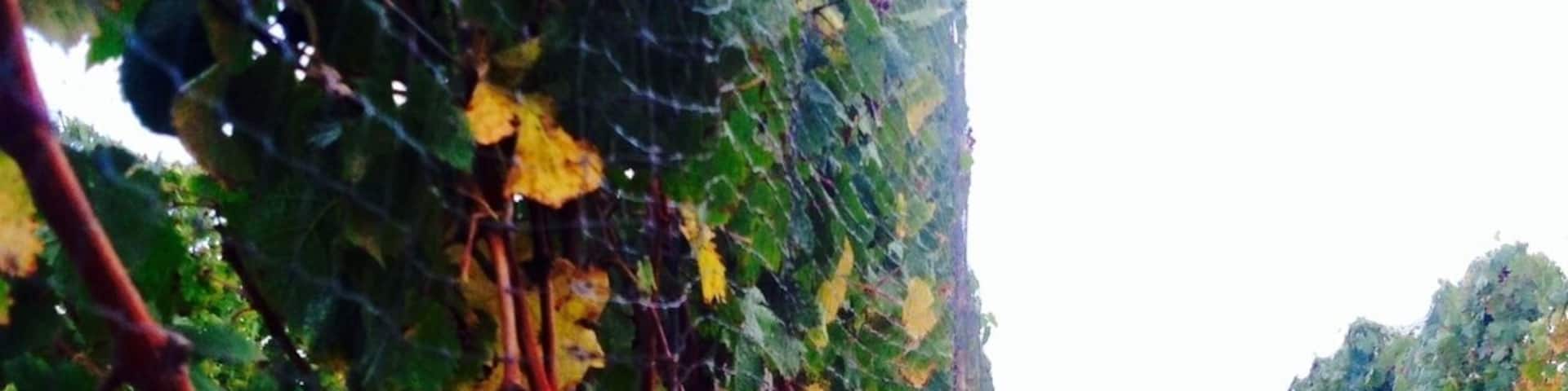 First trip to the North Fork Wine Region. The owner was our wine tasting guide and he had great suggestions on wines. Live music, wine, beautiful spot. The 2007 Merlot won our attention.