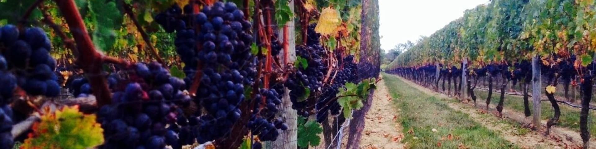 First trip to the North Fork Wine Region. The owner was our wine tasting guide and he  had great suggestions on wines. Live music, wine, beautiful spot. The 2007 Merlot won our attention.