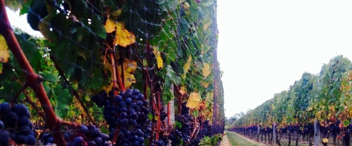 First trip to the North Fork Wine Region. The owner was our wine tasting guide and he had great suggestions on wines. Live music, wine, beautiful spot. The 2007 Merlot won our attention.