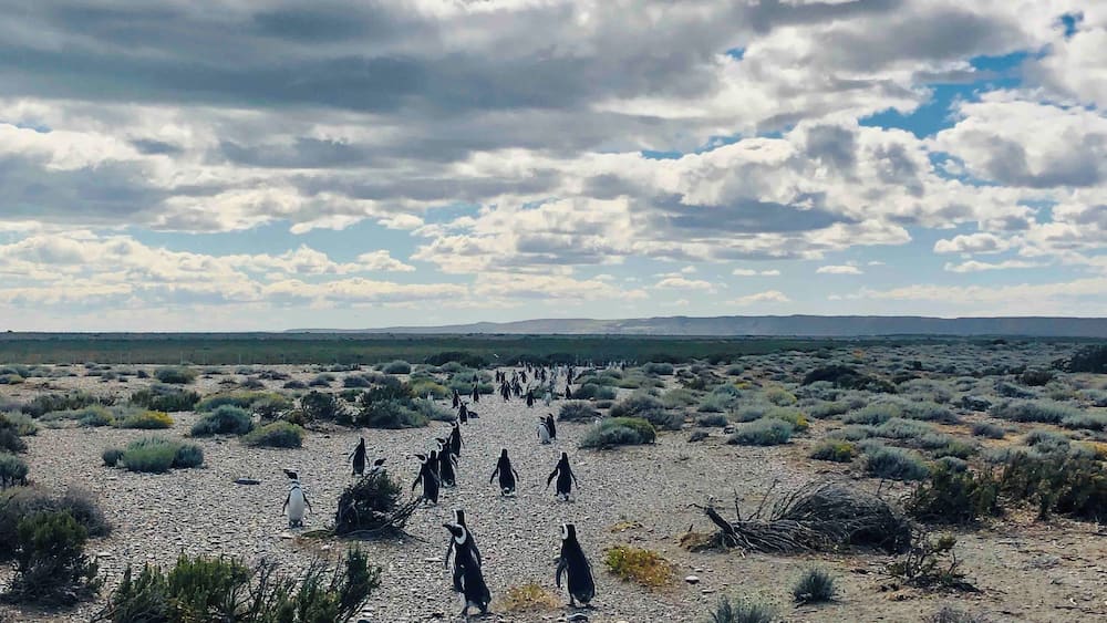 #argentina #penguins