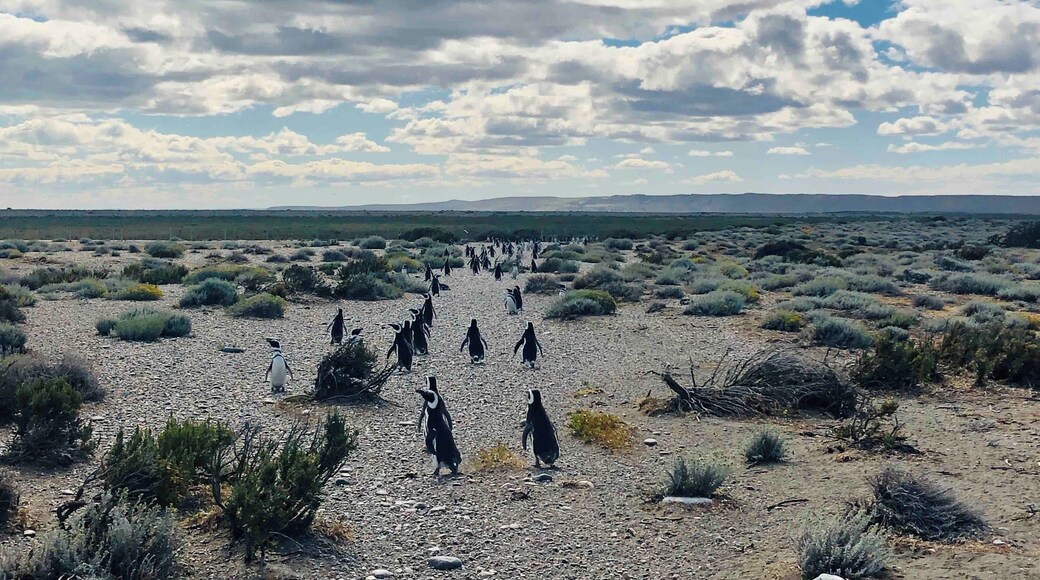 #argentina #penguins
