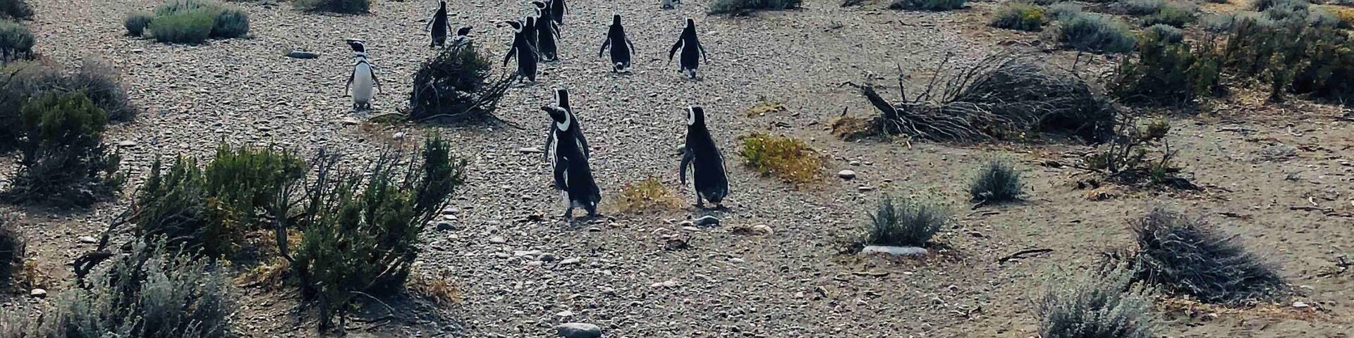 #argentina #penguins