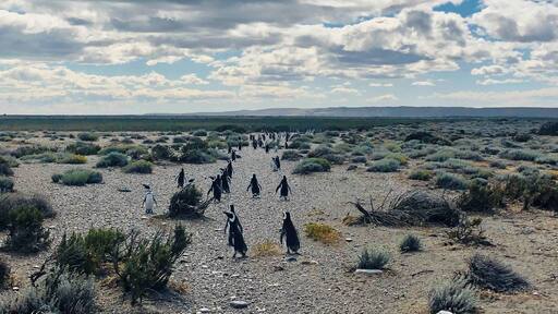 #argentina #penguins