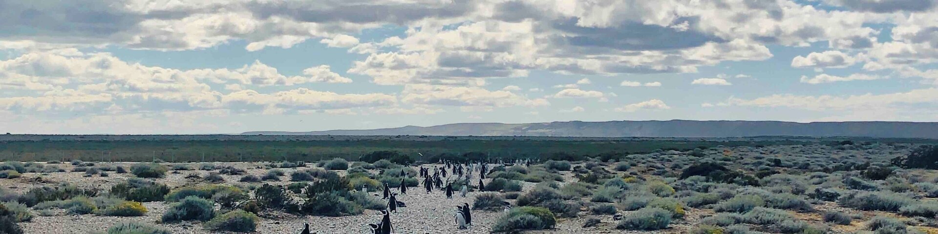 #argentina #penguins