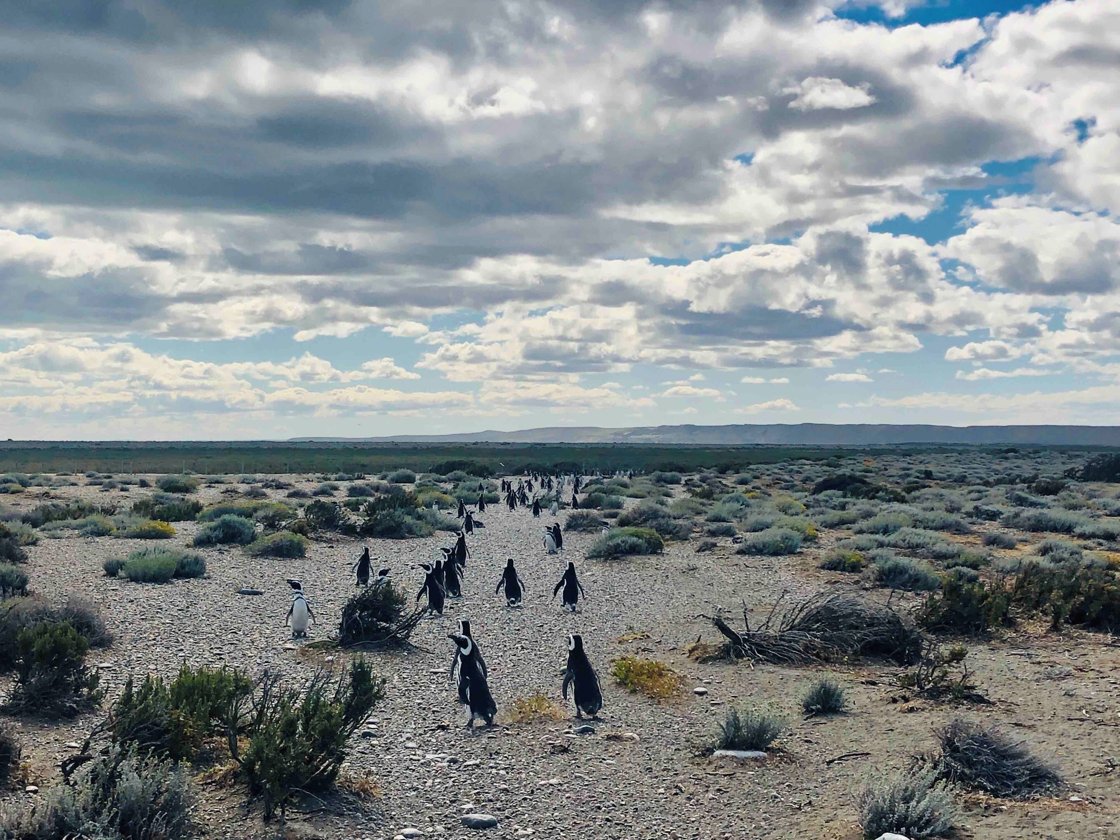 A group of penguins in a rocky desert landscape with sparse vegetation and a cloudy sky.