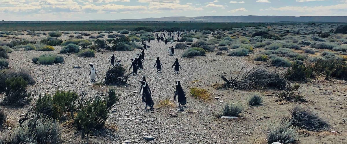 A group of penguins in a rocky desert landscape with sparse vegetation and a cloudy sky.