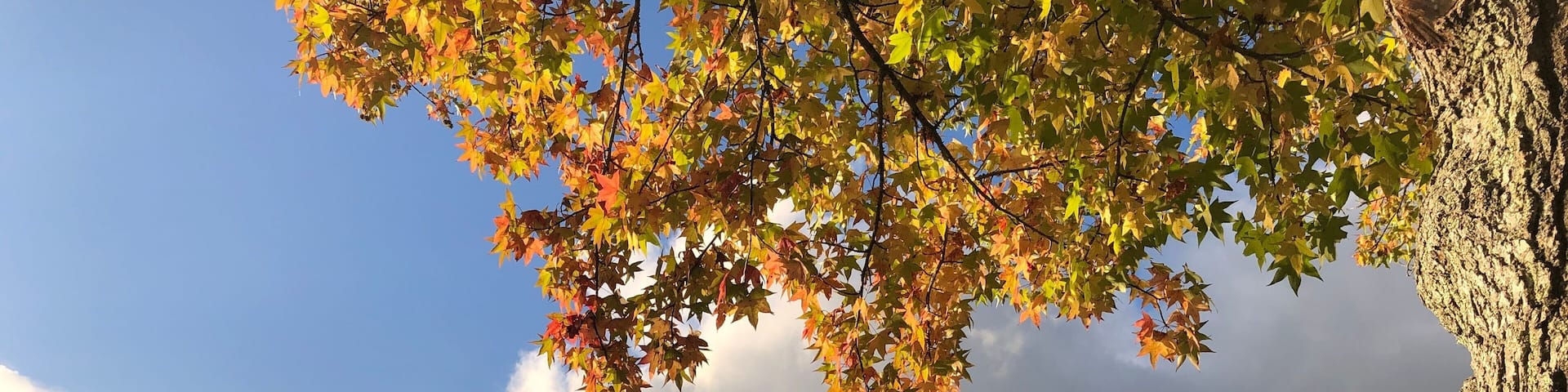 Orange and yellow autumn leaves over the lake at Belmont Lake State Park in West Babylon, Long Island, New York