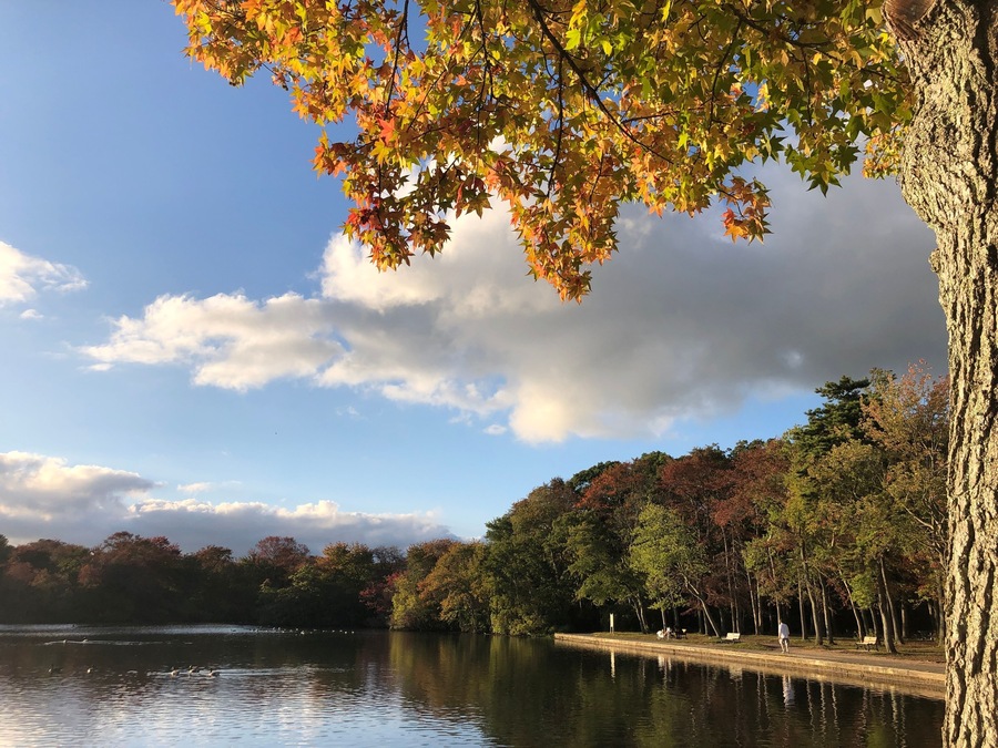 Orange and yellow autumn leaves over the lake at Belmont Lake State Park in West Babylon, Long Island, New York