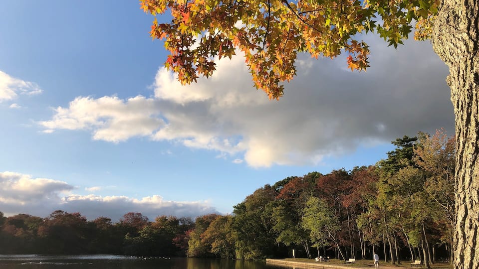 A lake with autumn foliage, a tree trunk, and a distant shoreline.