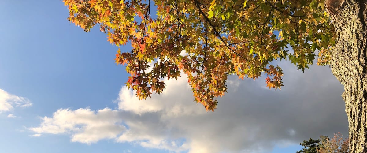 A lake with autumn foliage, a tree trunk, and a distant shoreline.
