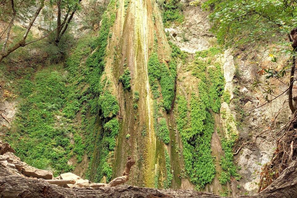 A steep, rocky cliff with dense green vegetation and a large fallen tree trunk at the bottom.