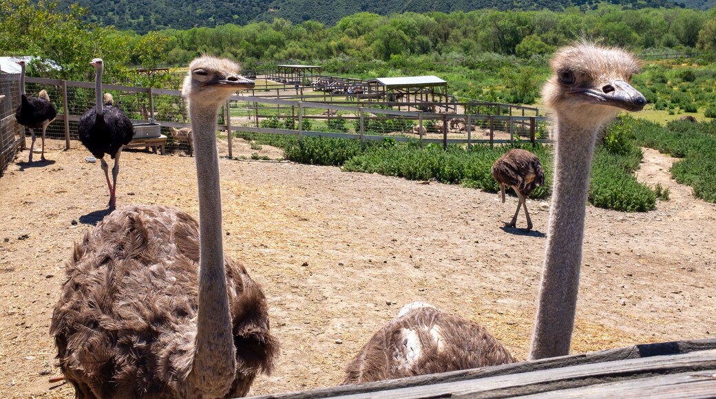 Zoológico de avestruces Ostrich Land