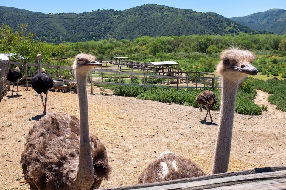 A group of ostriches in an enclosure with a mountainous backdrop.
