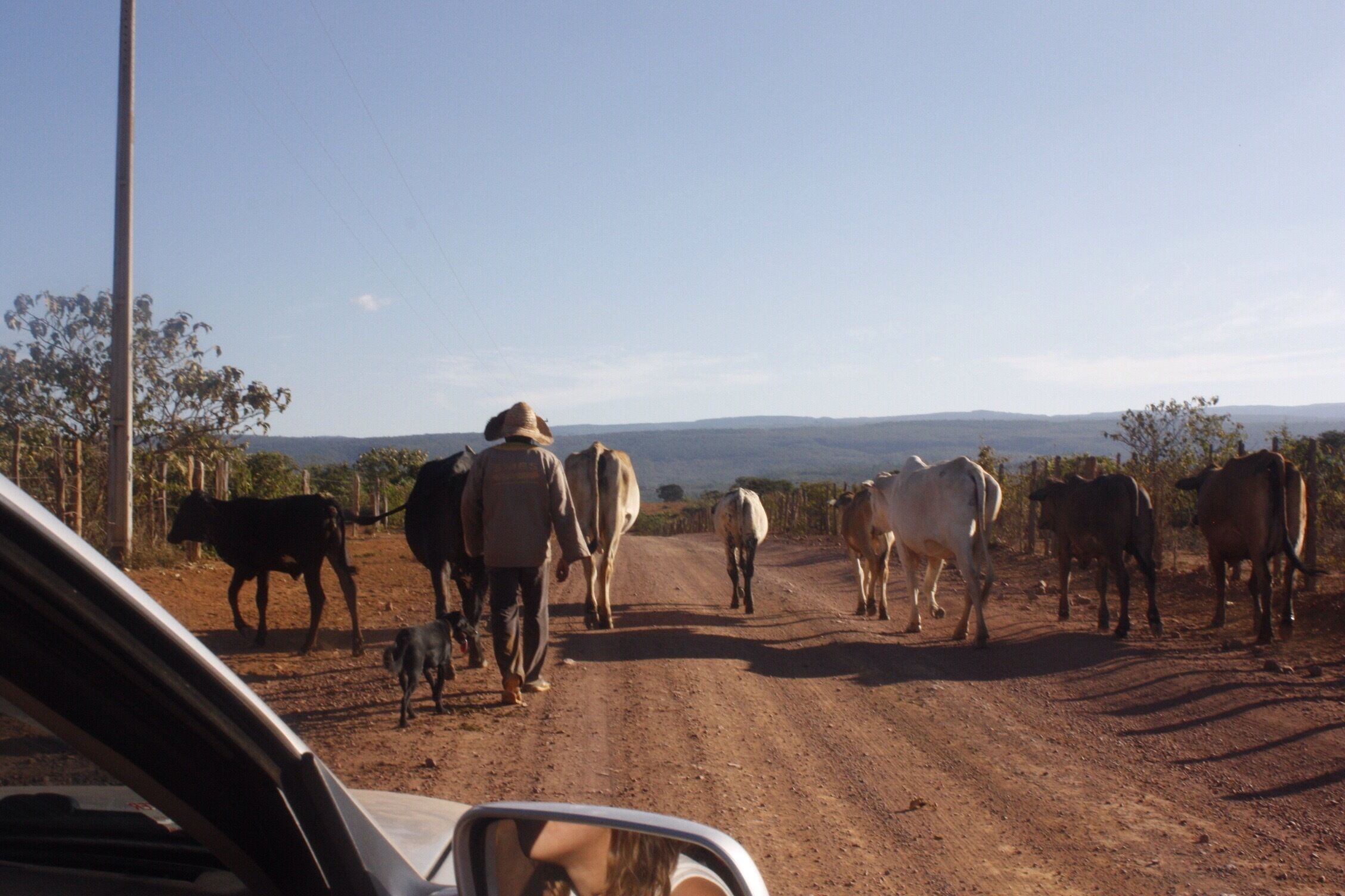 A dirt road with cattle and a car.