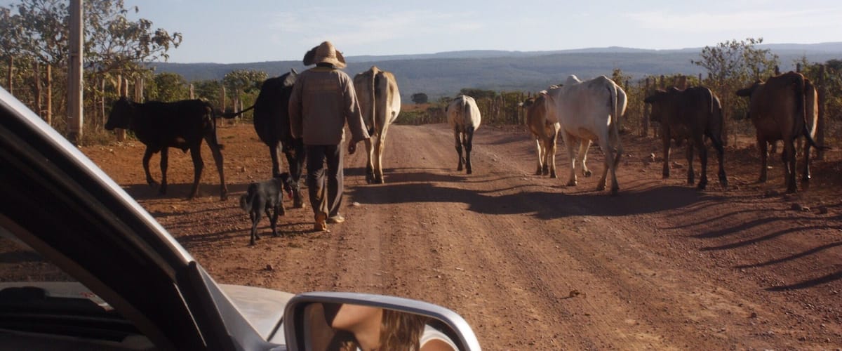 A dirt road with cattle and a car.