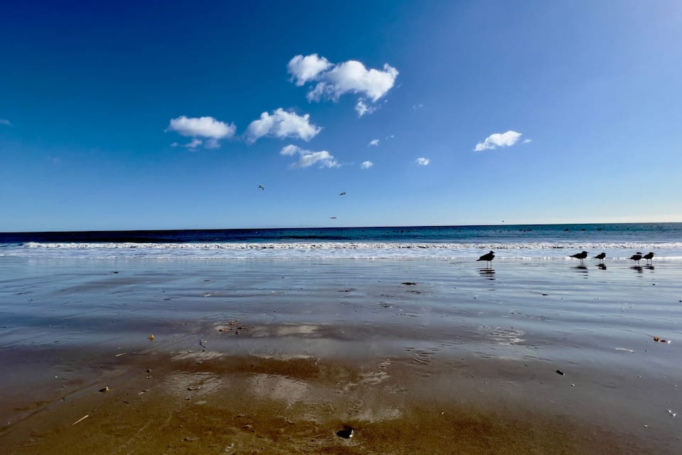 A beach with calm waters, a clear sky, and birds on the sand.