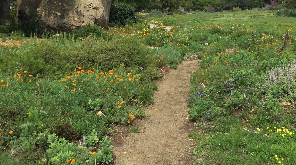 2017 Spring stroll in Santa Barbara, CA
