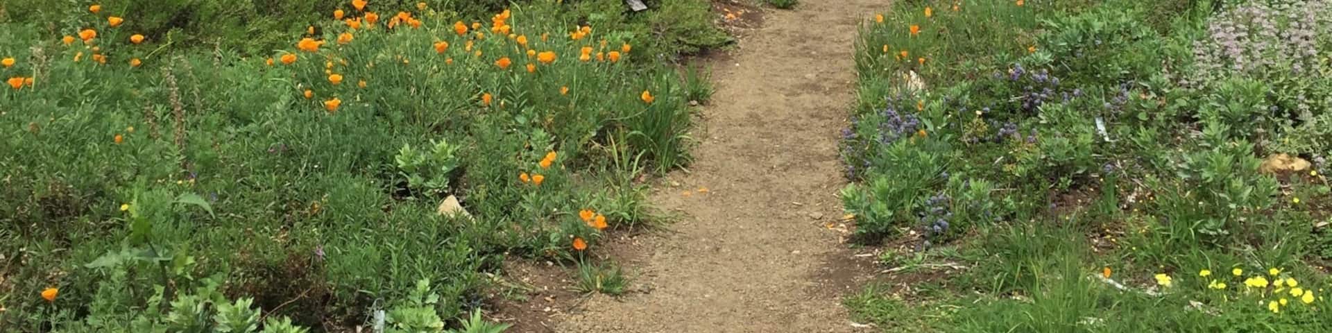 2017 Spring stroll in Santa Barbara, CA