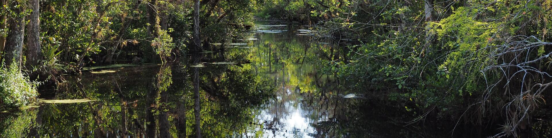 Sweetwater Strand on Loop Road Scenic Drive near Ochopee, Florida on sunny winter afternoon.