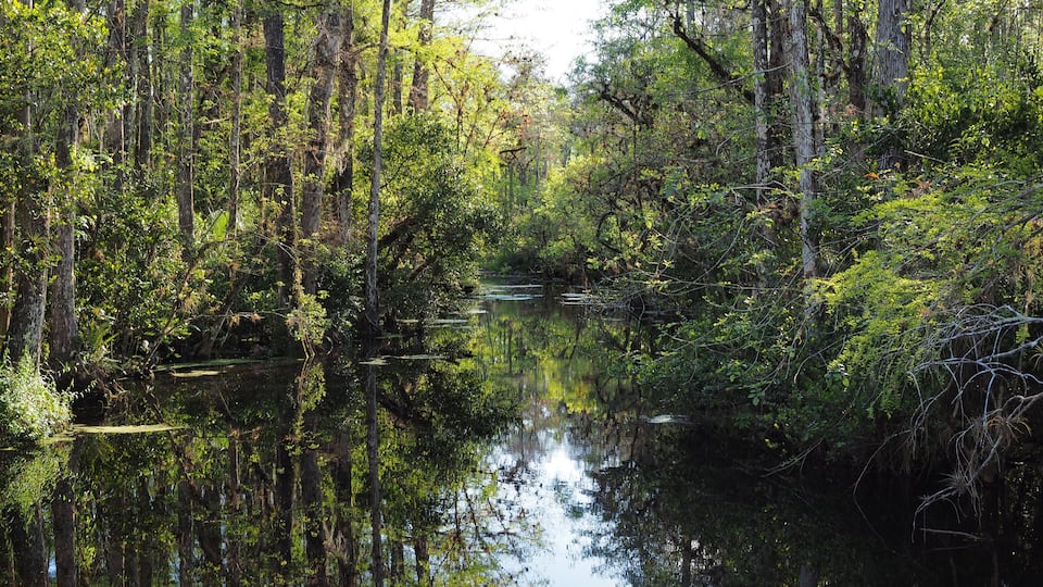 A calm river surrounded by dense forest.