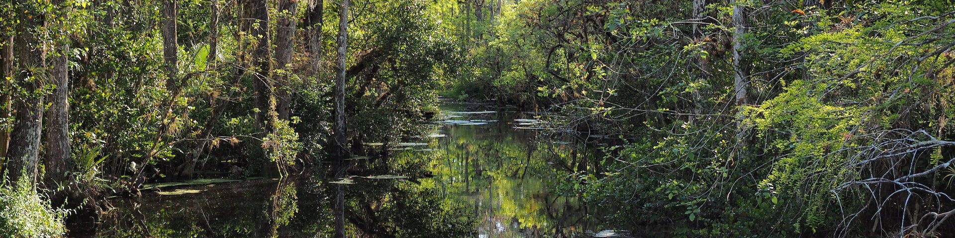Sweetwater Strand on Loop Road Scenic Drive near Ochopee, Florida on sunny winter afternoon.